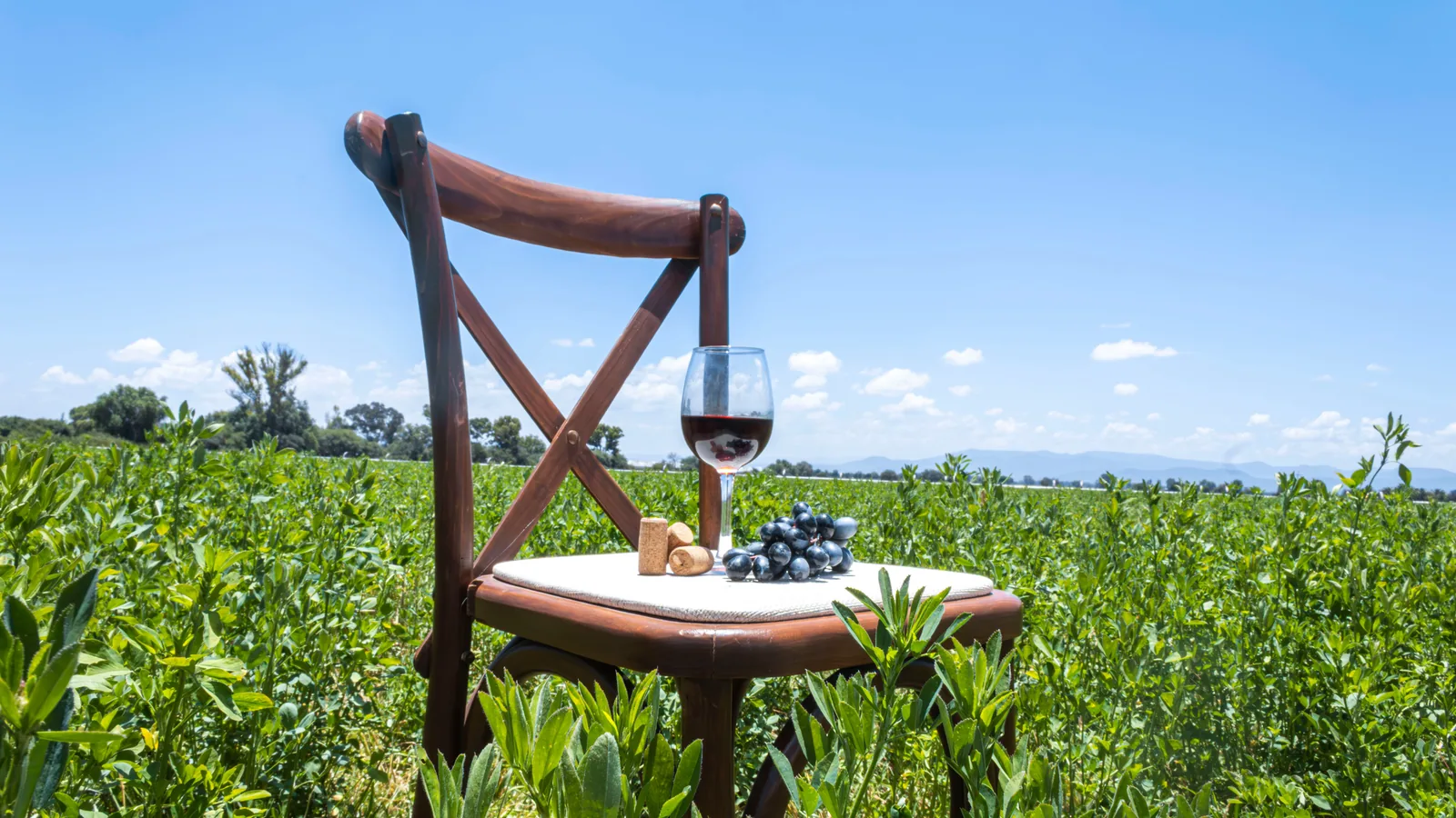 Verres de vin du Roussillon servis en terrasse